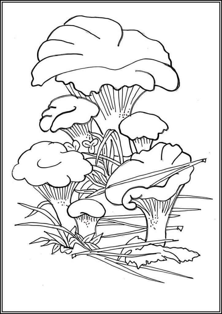 Kolorowanki Grzyb Do Druku Za Darmo W Pdf