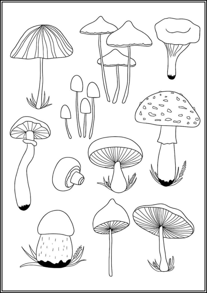 Kolorowanki Grzyb Do Druku Za Darmo W Pdf