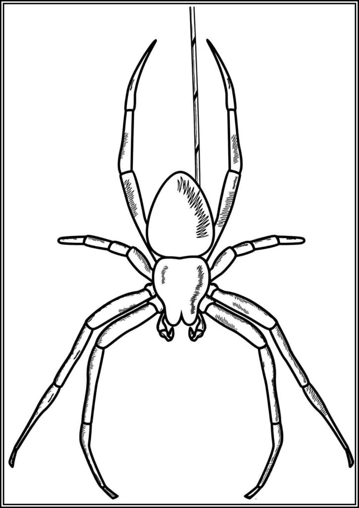 Kolorowanki Pająk Do Druku Za Darmo W Pdf