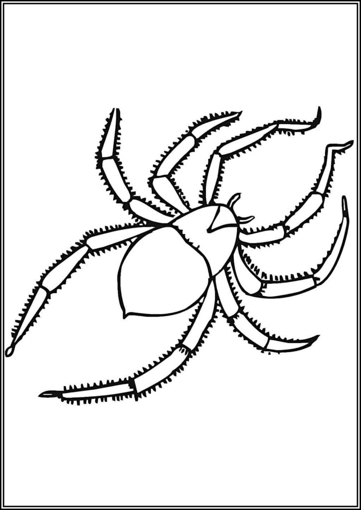 Kolorowanki Pająk Do Druku Za Darmo W Pdf