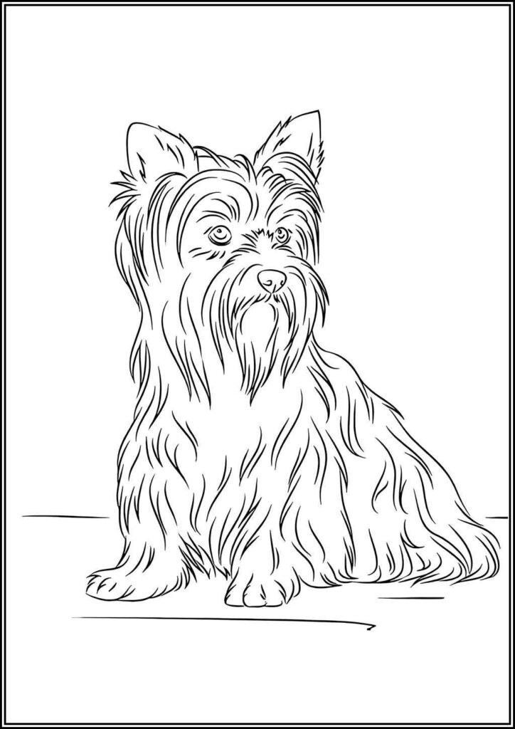 Kolorowanki Yorkshire Terrier Do Druku Za Darmo W Pdf