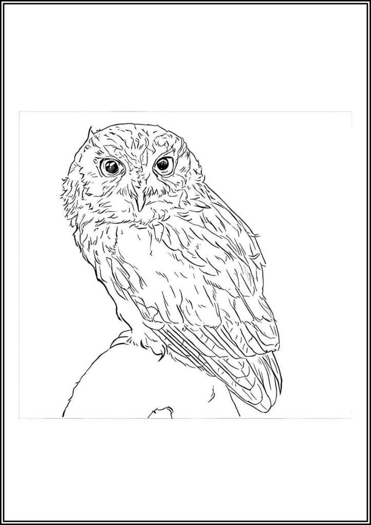 Kolorowanki Sowa Do Druku Za Darmo W Pdf