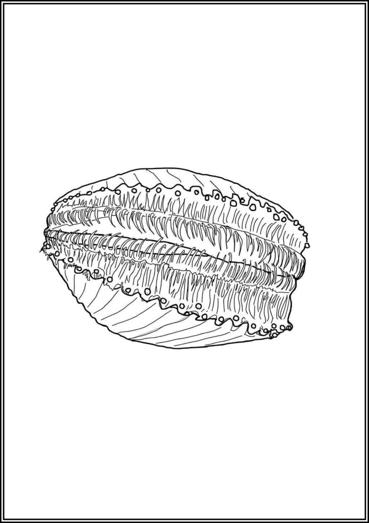 Kolorowanki Muszla Do Druku Za Darmo W Pdf